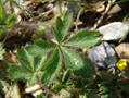 Potentilla verna